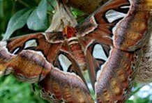 Victoria Butterfly Gardens - Welcome to the Jungle